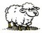 ovce-1.jpg